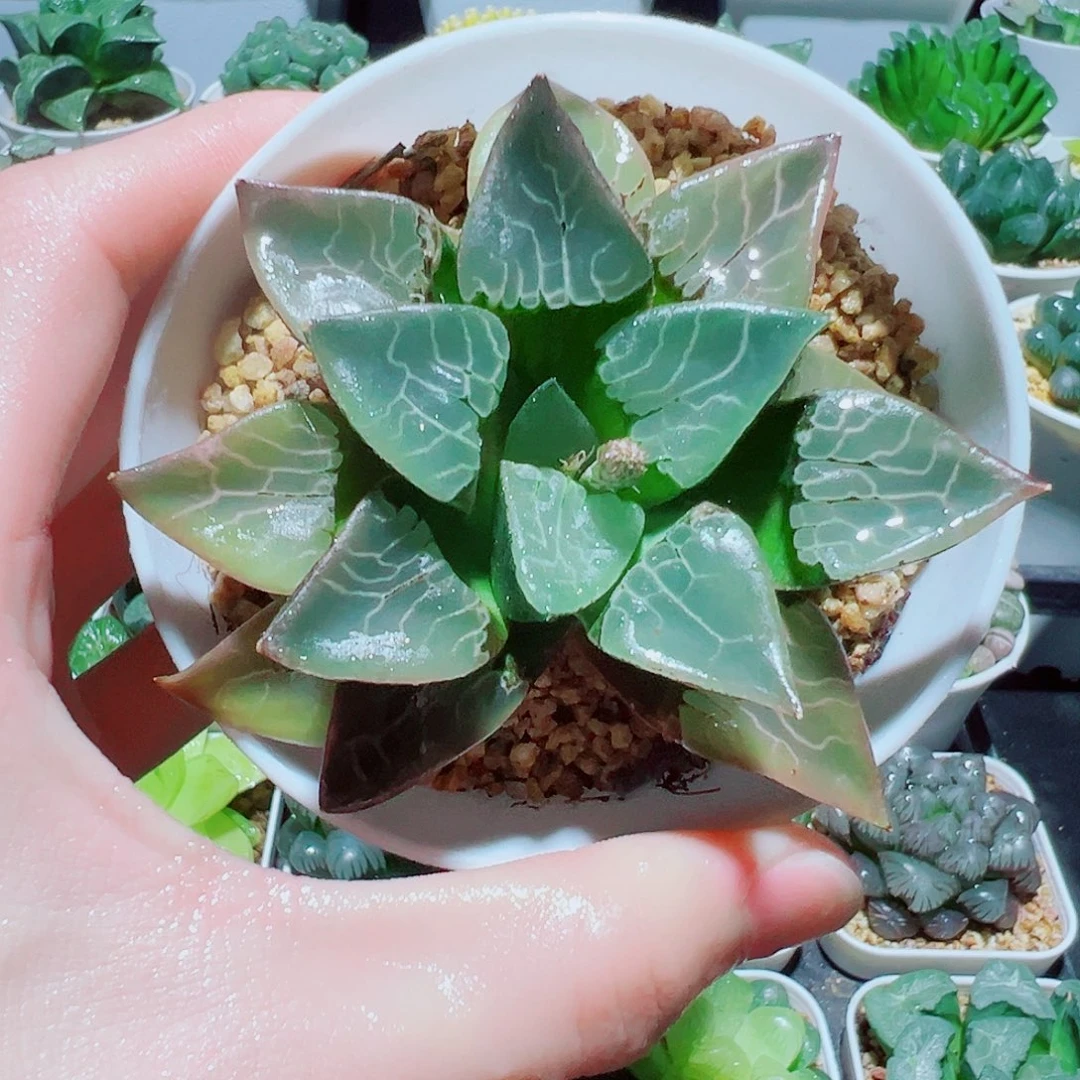 直播间，火凤凰，9.9