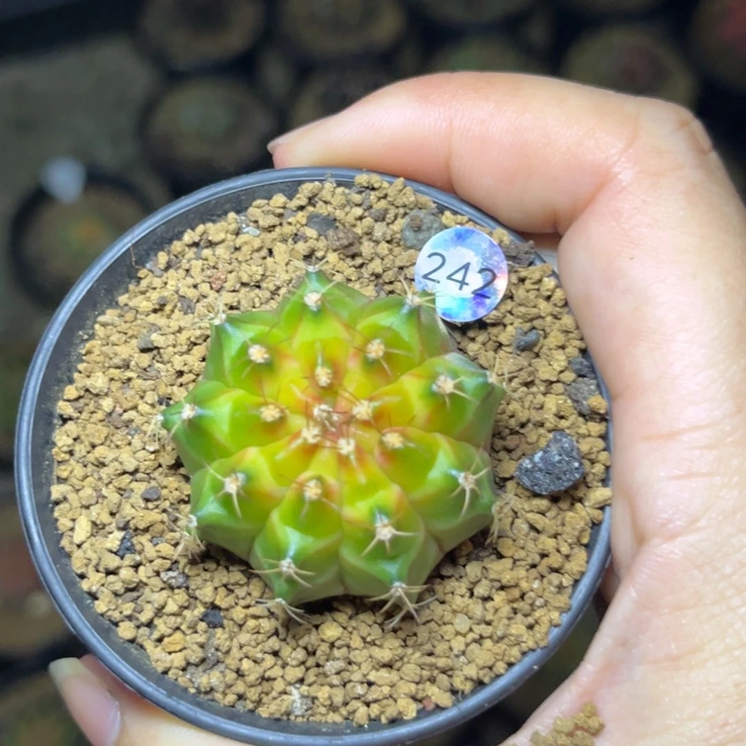 242实生轮回，福利捡漏