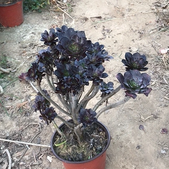 耘***云黑法多肉植物小朵朵11