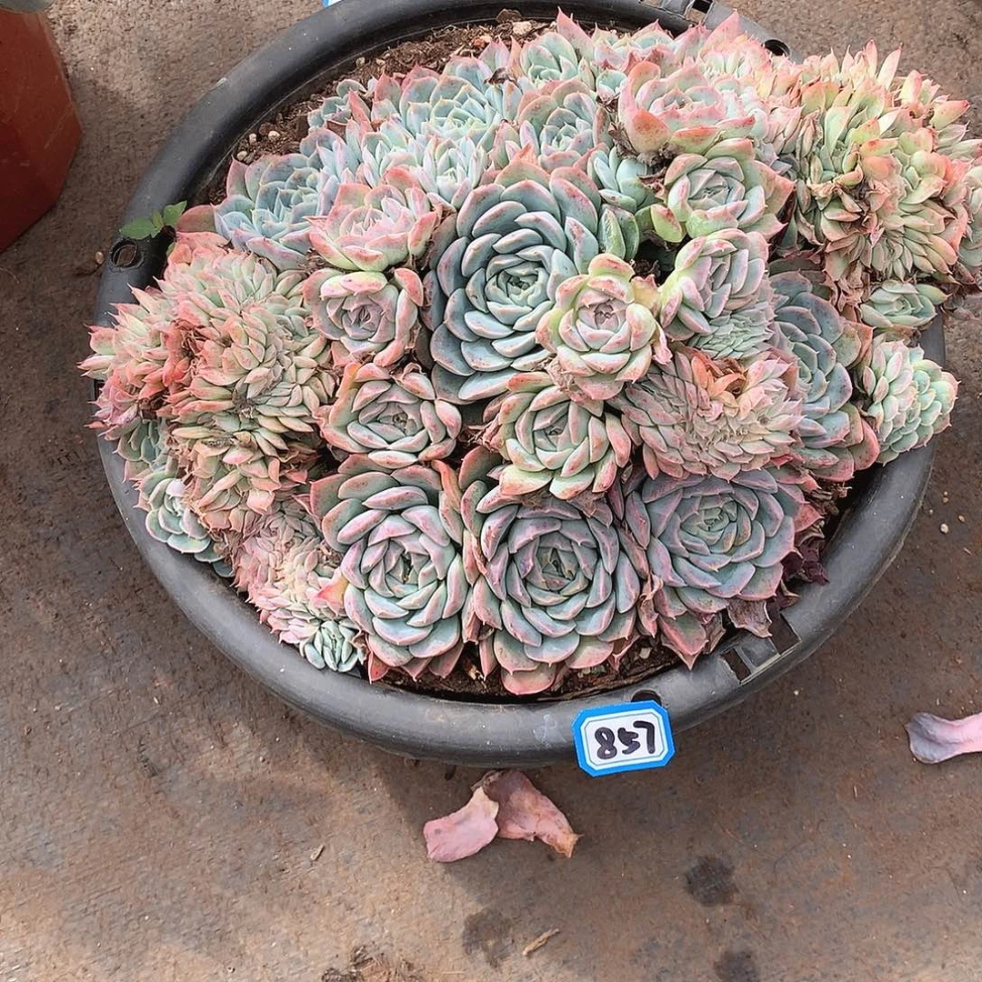 857香妃 一物一拍多肉