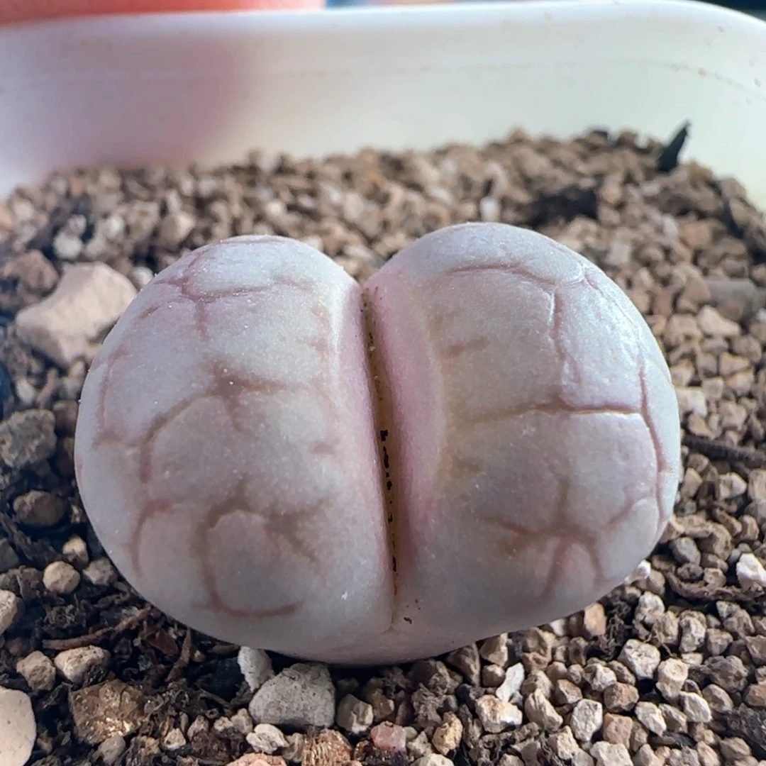 1127/女娲石/多肉植物/