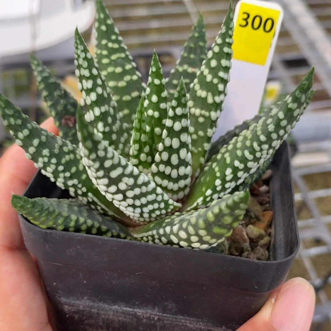 300钱型实生硬叶十二卷