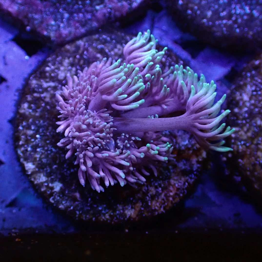 【泽水】珊瑚精选集，运费补价单，一单5元