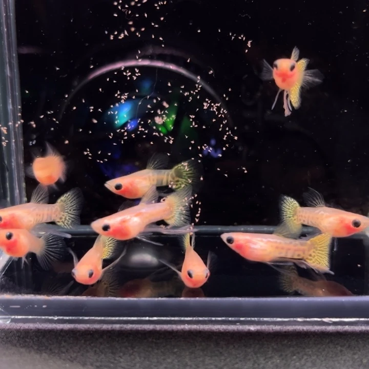 孔雀鱼红蕾丝玻璃猫清缸随机10条