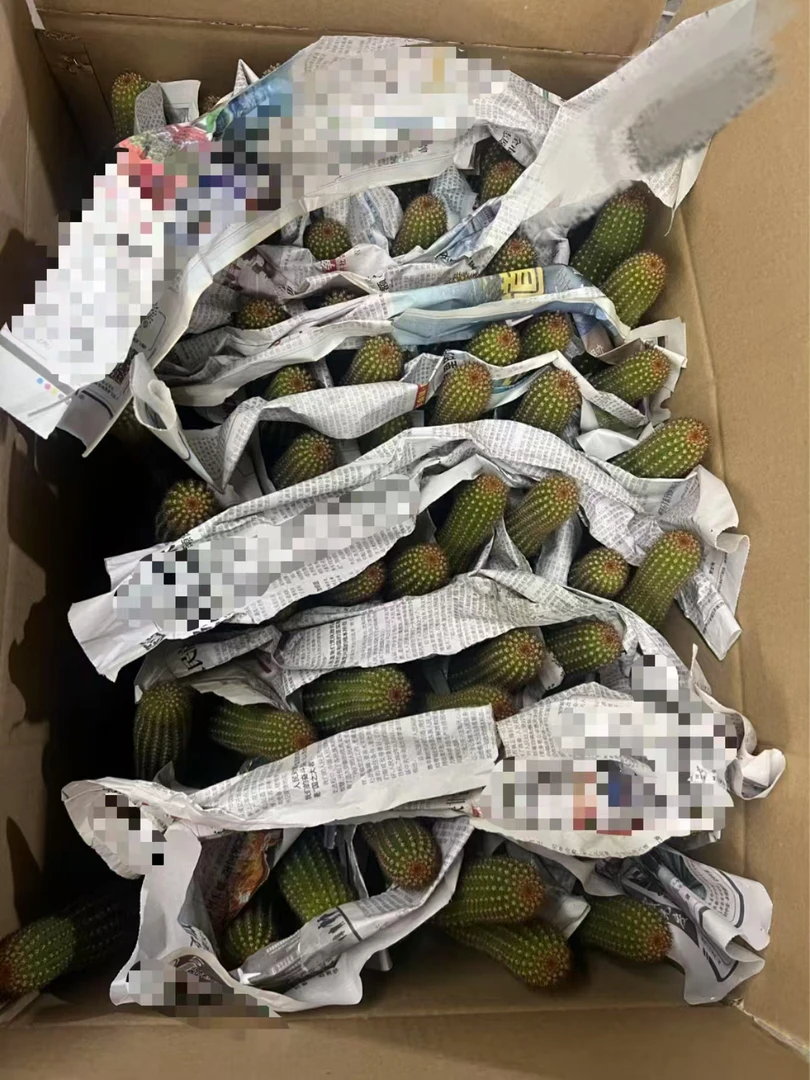 二妹园艺（2棵杂交金妞 自根）好花色仙人球满18包邮随机发