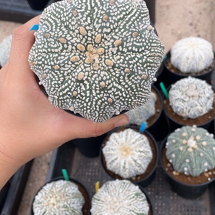 海星超兜瑕疵特价