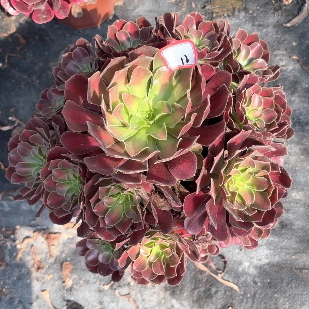 无花朵12花纳多肉植物