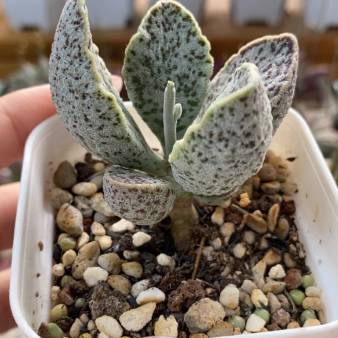 【闪购商品】无花朵满天星