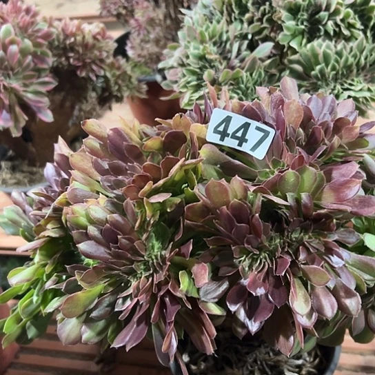 桑***珍多肉植物一个七彩447