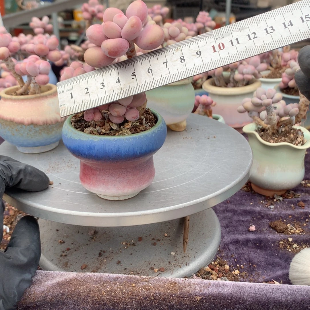 20号带盆偏远地区不包邮的