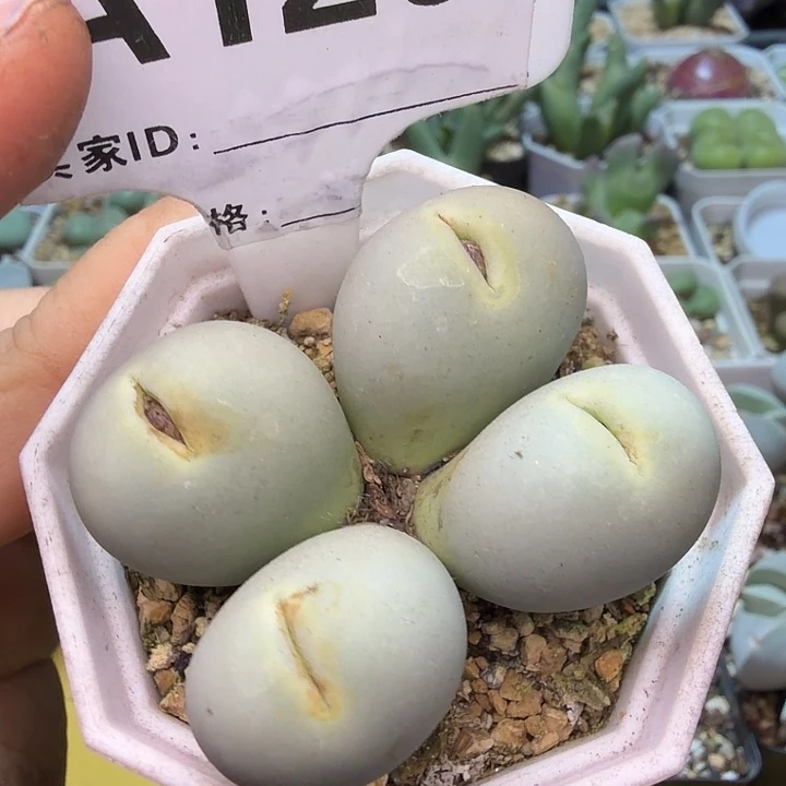 120。园艺4头鸽子蛋