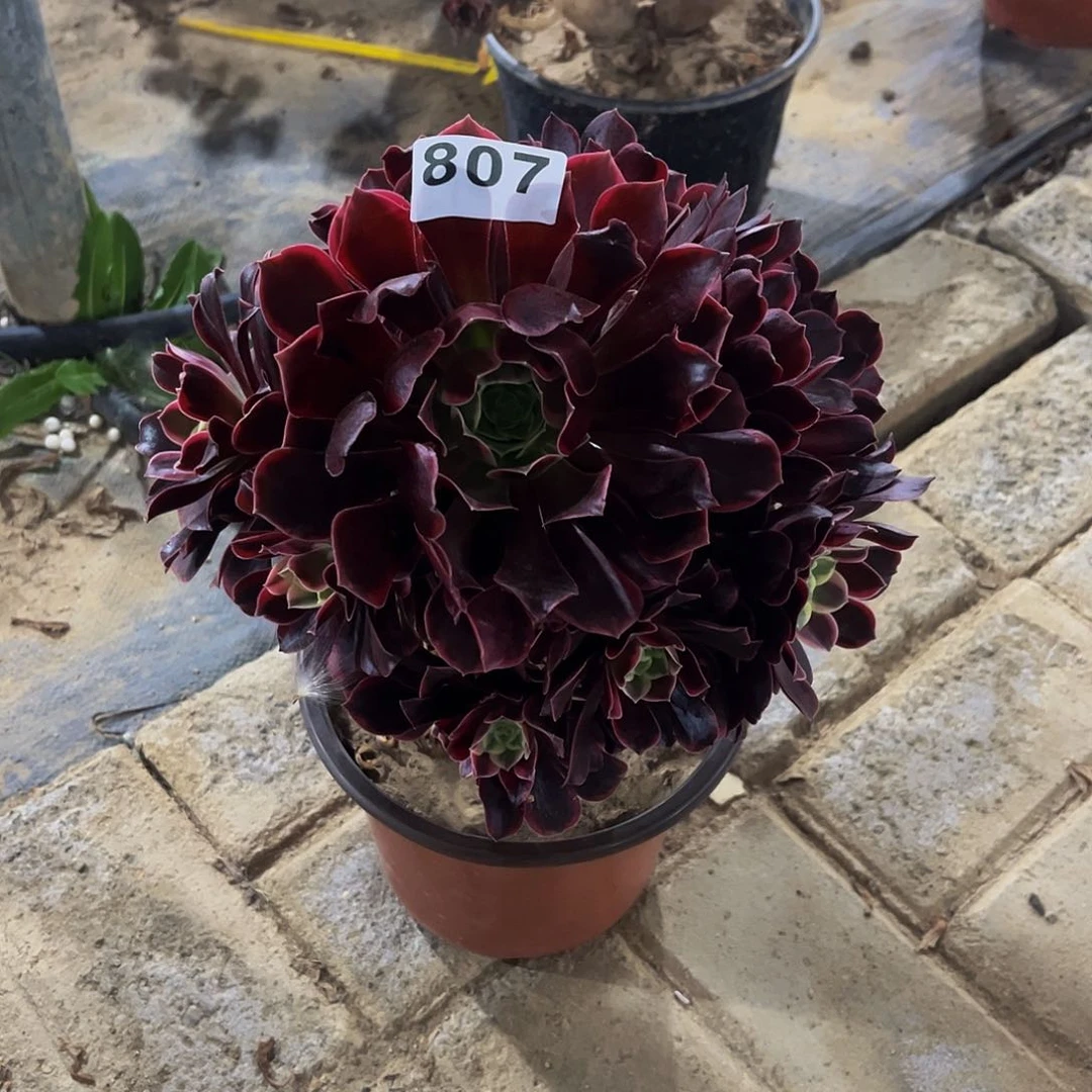 养***心多肉植物一物一拍807