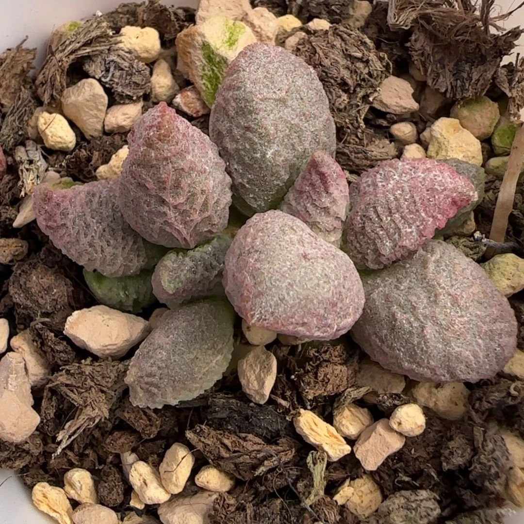 倒刺冰淇淋水泡多肉