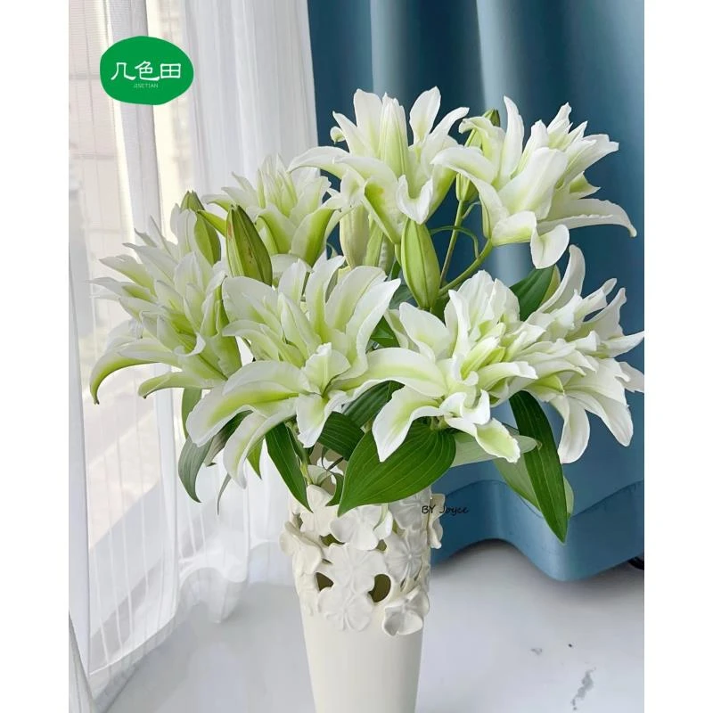 3头艾莎—重瓣百合云南直发鲜花云南花插花鲜花