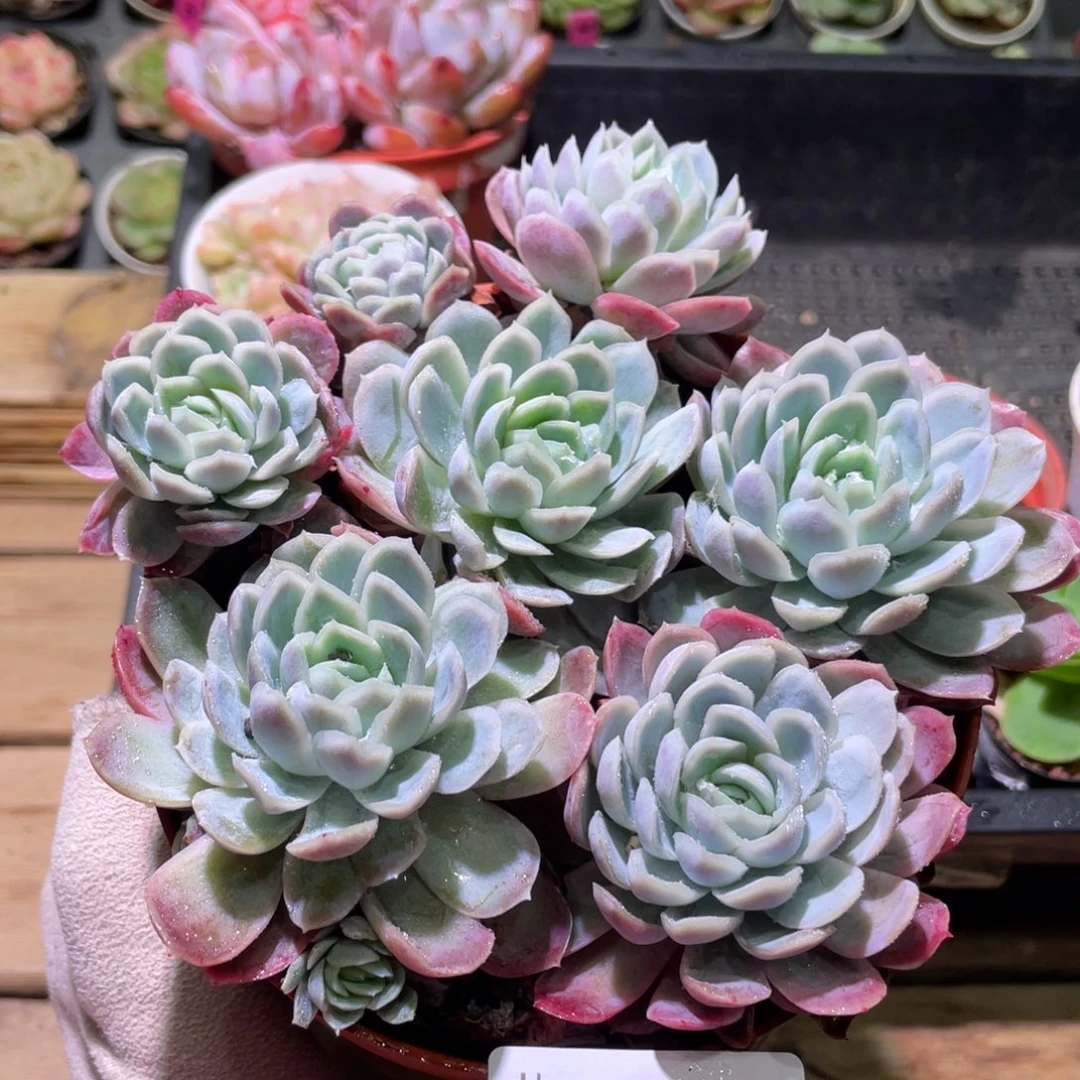 花利美4-487冰梅 不包整