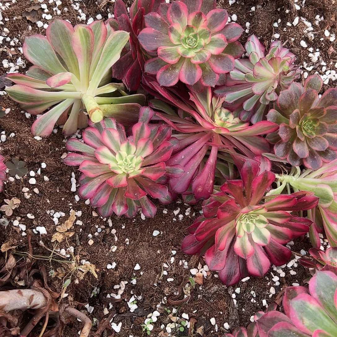 绿***叶精品多肉植物砍头