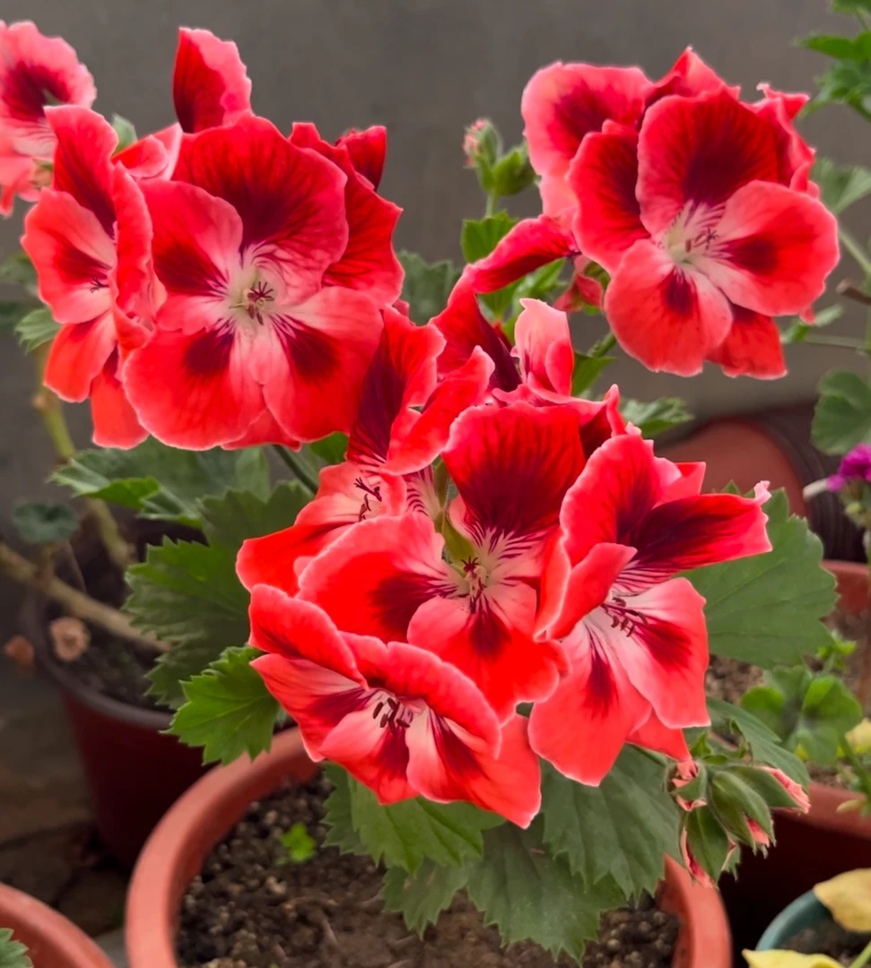 【满大人】大花天竺葵蝴蝶梅