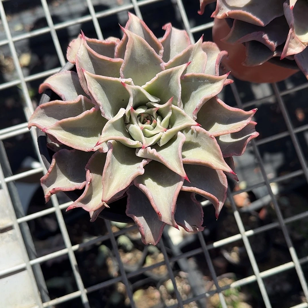 红饺子皮多肉植物hi你骑马