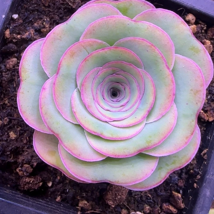 福利1124246467677673