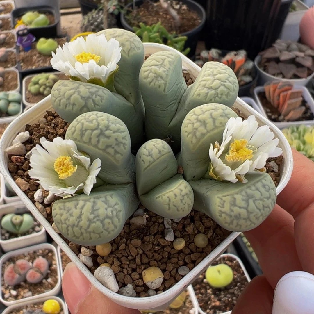 森系绿茧型多肉植物