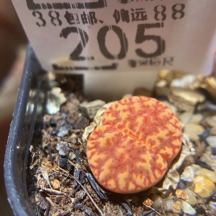 Sss精品生花花205