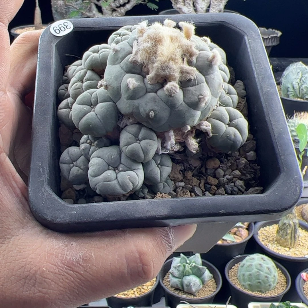 我****草球老桩一物一拍