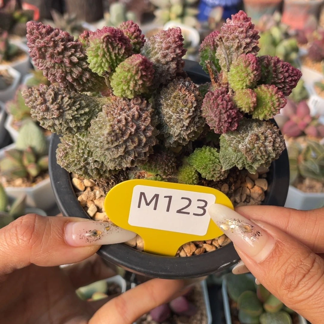 忘****钟     朱紫玉。瑕疵。M123。