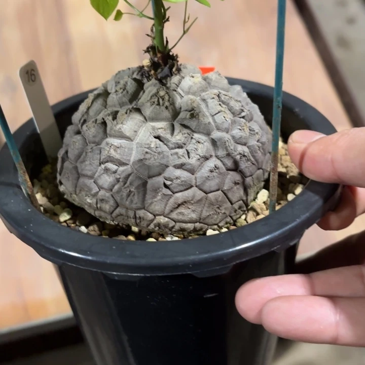 圣诞节日系龟甲龙特惠带盆