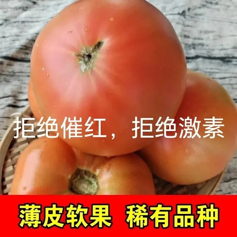 老品种番茄薄皮番茄酸甜多汁自然成熟现摘现发