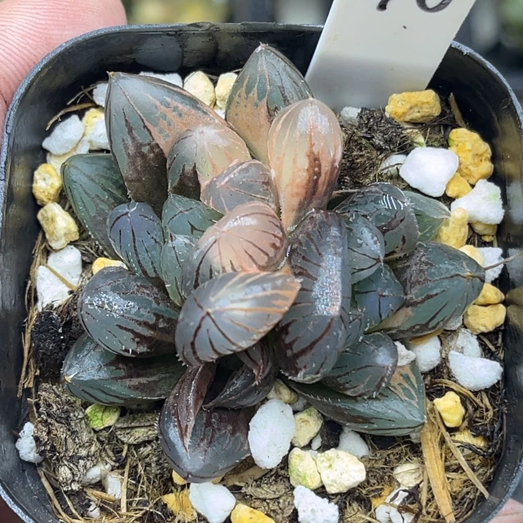 40双头龙爪玉露锦