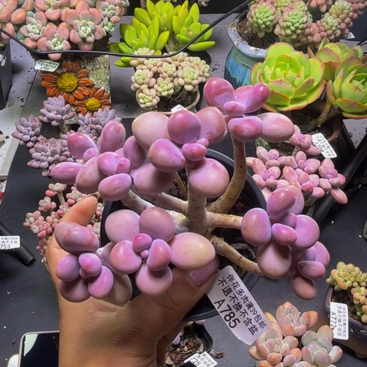 腰子桃蛋树785/10cm