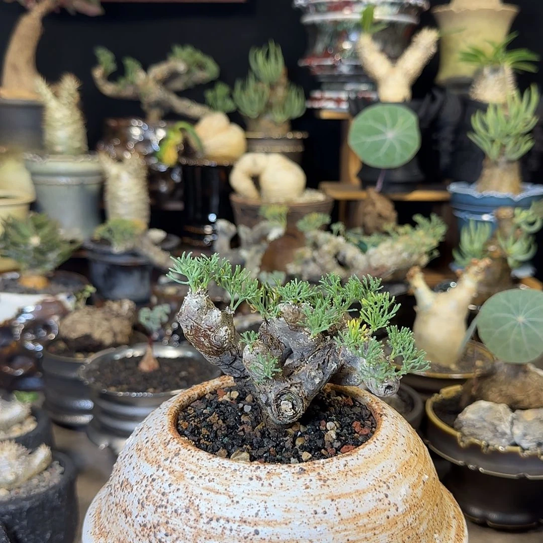 一物一拍黑皮月界580