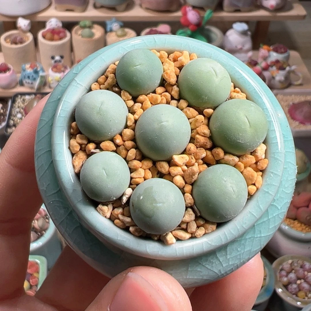 多肉植物149号鸽子蛋