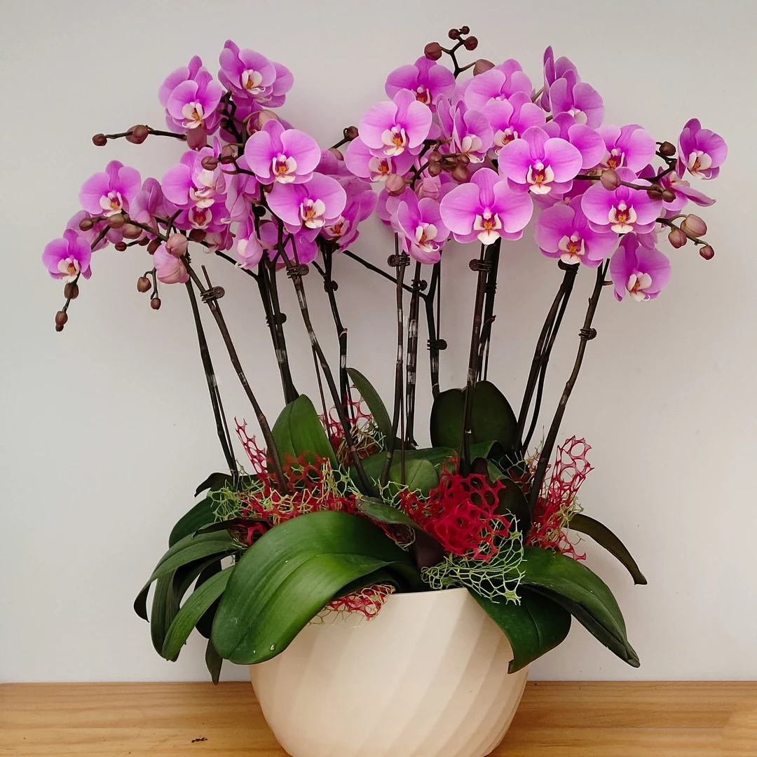 【顺丰次日达 安娜】单箭不发货  数量拍12组盆  蝴蝶兰3.5寸杯 农场直发 居家摆放 送礼