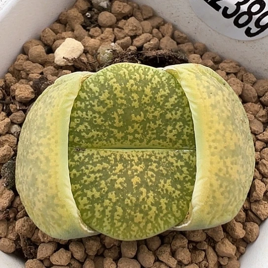 2389.岛田绿弁天福利单头2.2