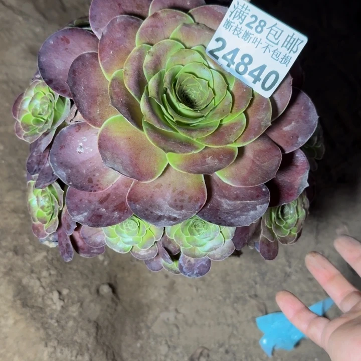 24840魅金玫瑰多肉
