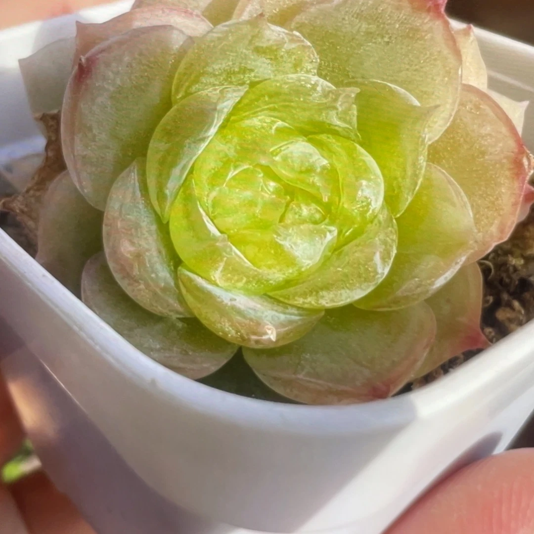 皱白吉20粒种子，，
