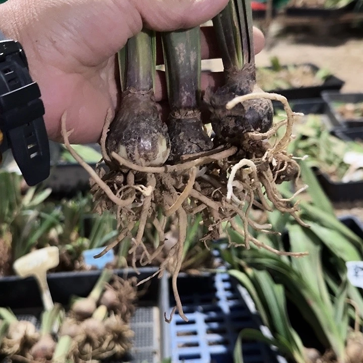 欲望朱顶红一棵3.7