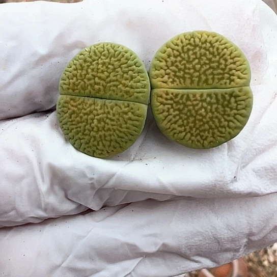 2694.绿富贵开播福利