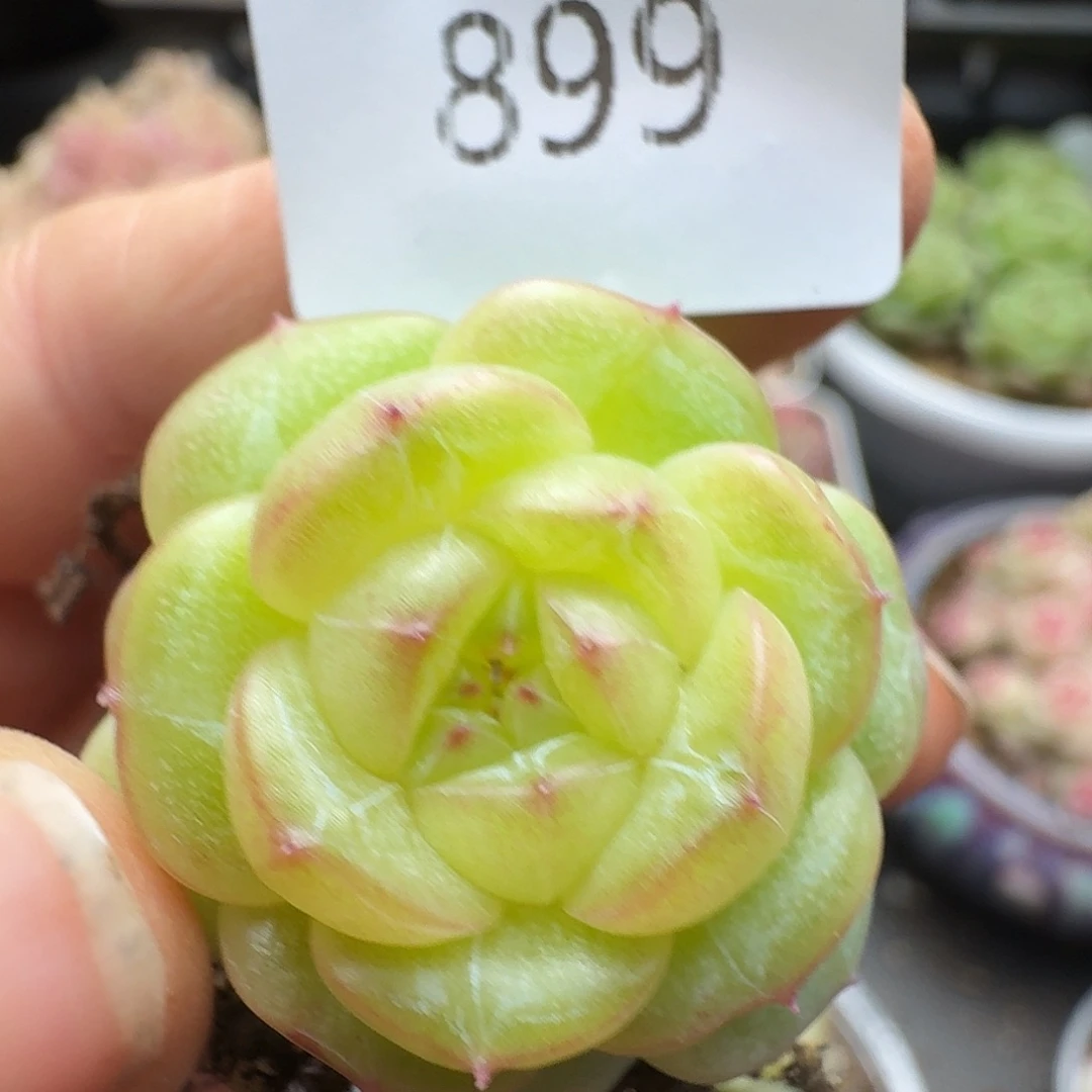 一物一拍一物一拍1213-899