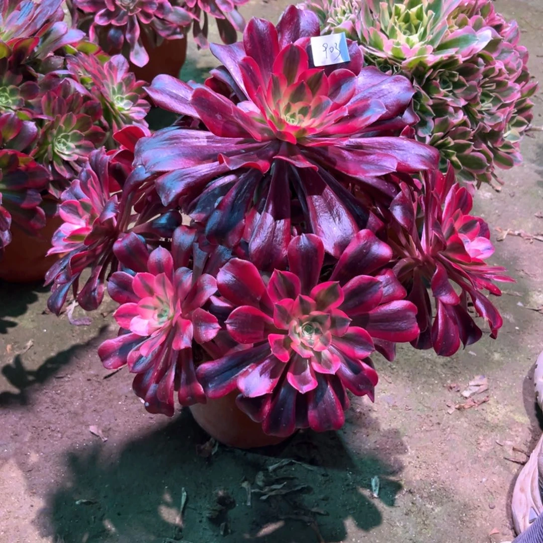 ?****i多肉植物美杜莎903