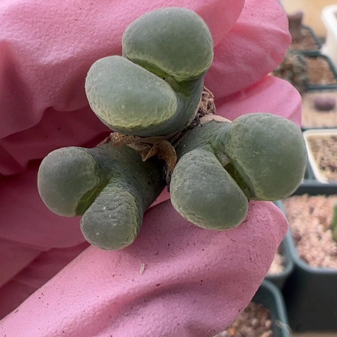 801 好看的多肉冲冲冲q