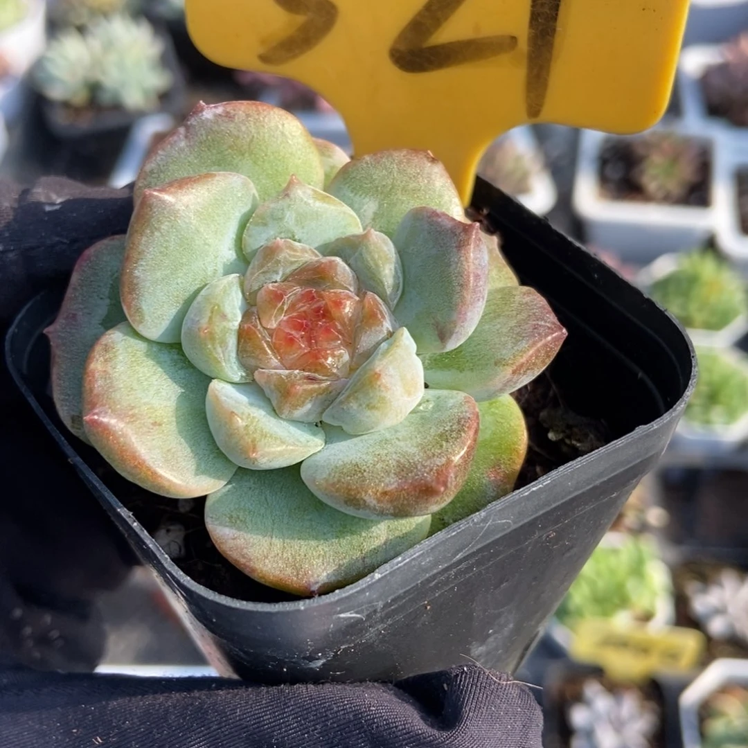521冰魄石化多肉植物保护
