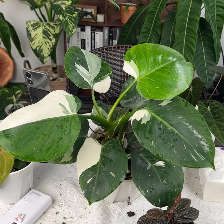 不开花植物白骑士