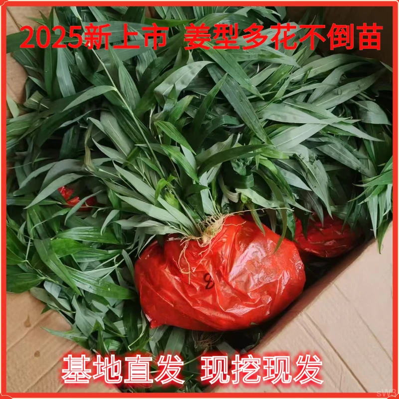 姜黄植苗叶子苗花姜苗精多猫儿倒苗种黄精种苗老虎带黄精带苗不
