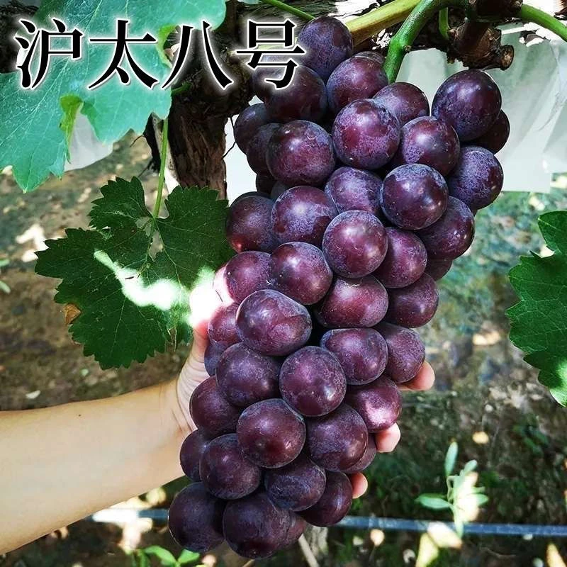 沪太八号葡萄树苗阳台庭院盆栽地栽