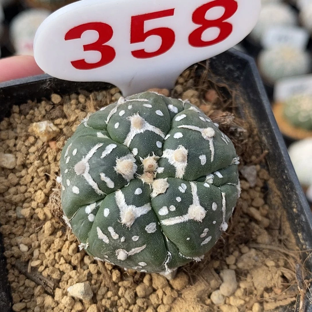 358五愣v兜系列产品