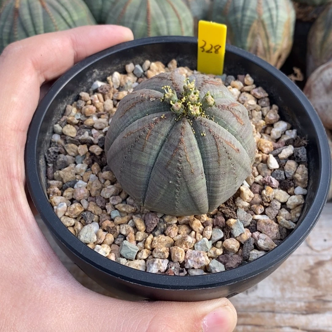 1欧系实生布纹球多肉植物