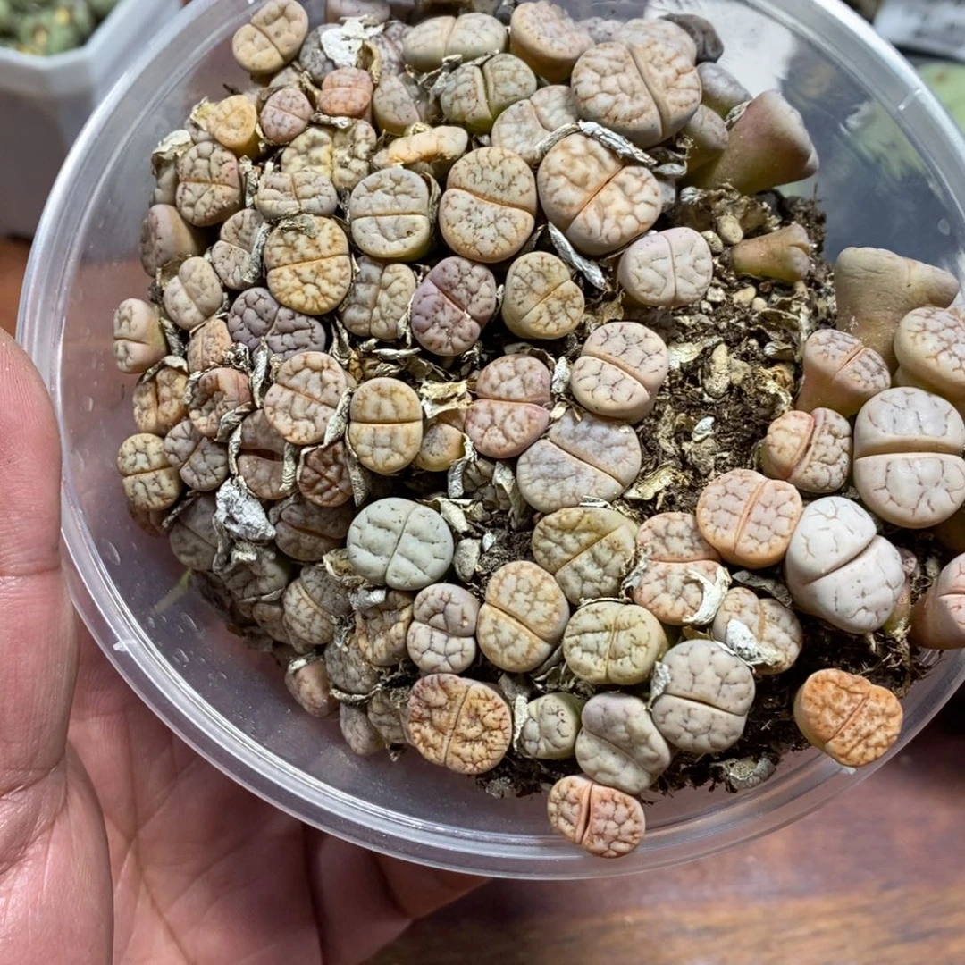 多肉蛋炒饭感谢您相伴353