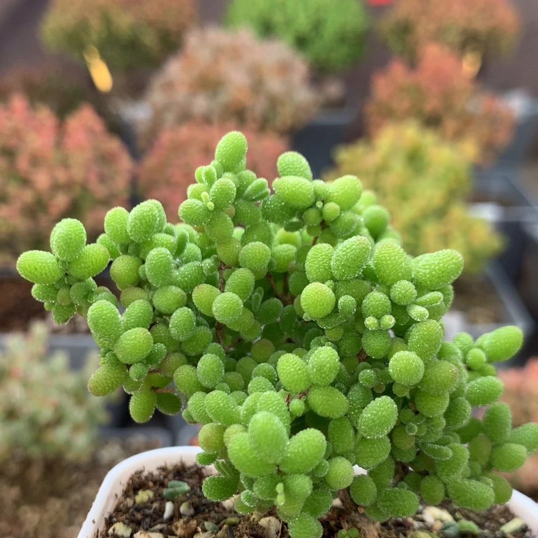 c530蜜橘枝干番杏